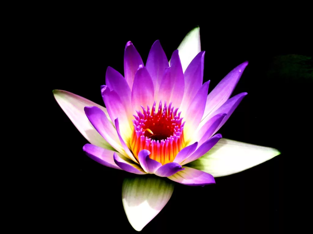 Seeing purple when meditating