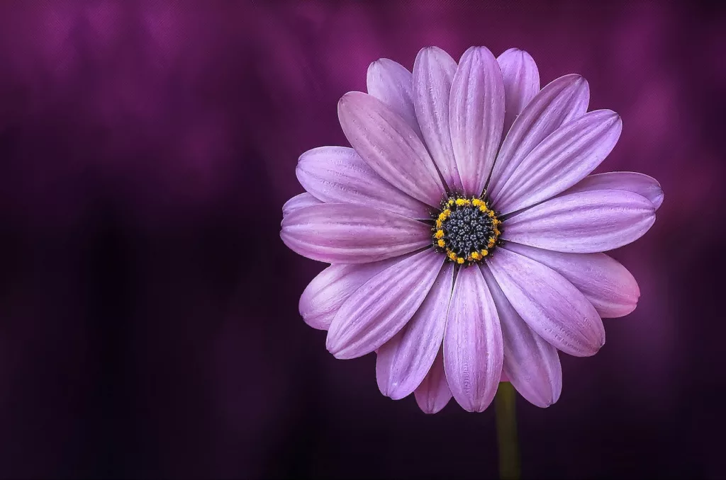 Seeing violet when meditating